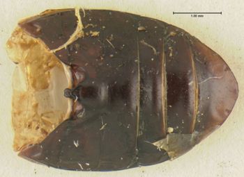 Media type: image;   Entomology 31857 Aspect: abdomen ventral view